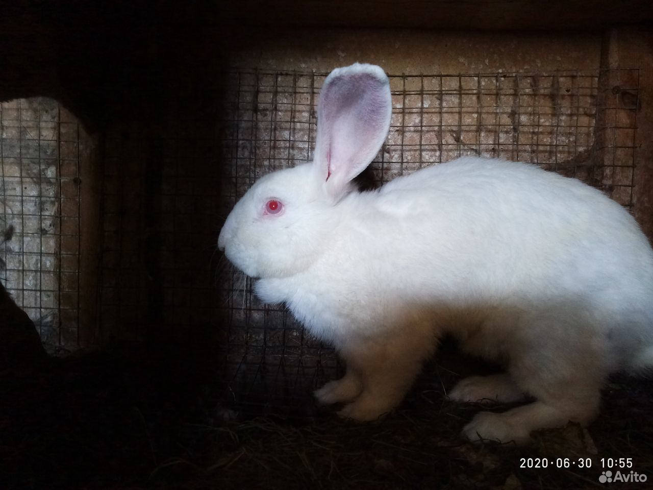 Белый кролик купить на Зозу.ру - фотография № 2