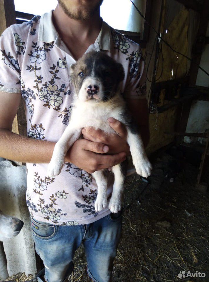 Кавказская порода щенки купить на Зозу.ру - фотография № 5