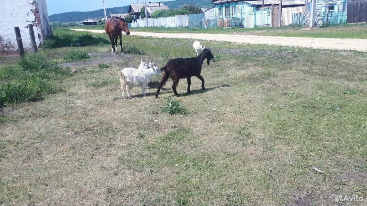 Продаю козу и 4 козлят купить на Зозу.ру - фотография № 1