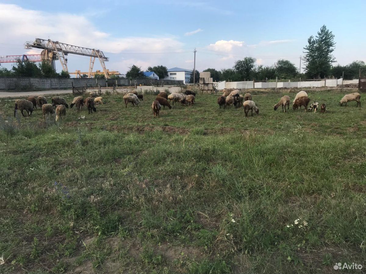 Продаю овцы с ягнятами купить на Зозу.ру - фотография № 5