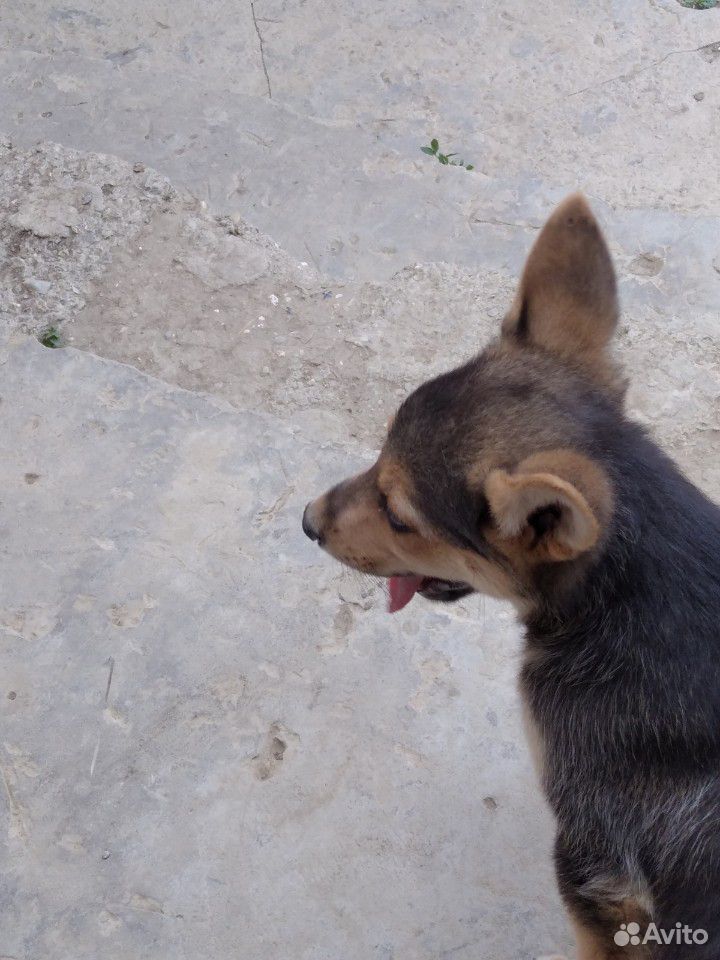 Собака немецкая щенок 3 месяц купить на Зозу.ру - фотография № 4