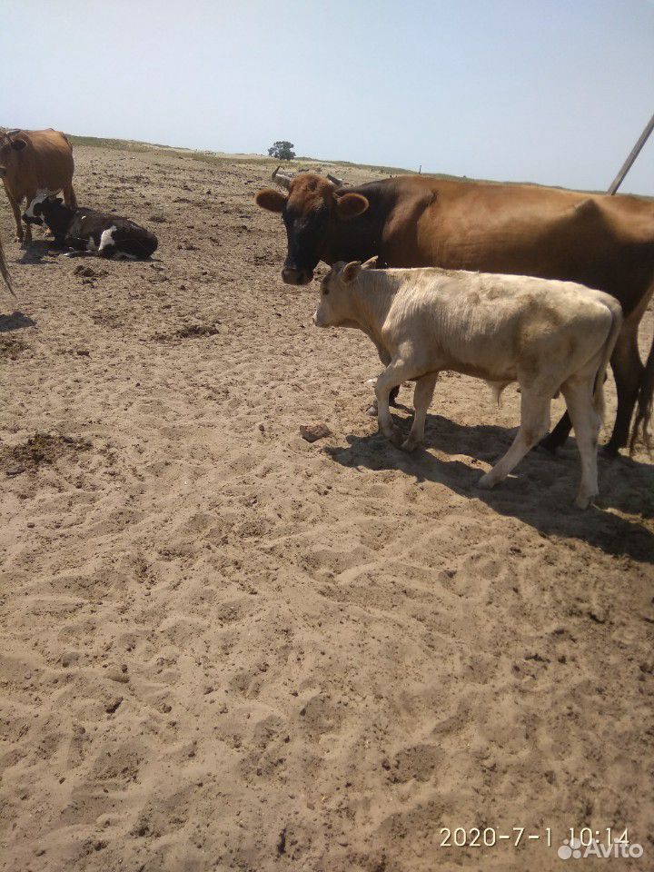 Коровы с телятами и тёлка купить на Зозу.ру - фотография № 2
