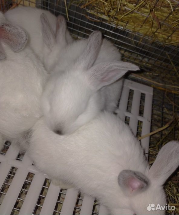 Кролики крольчата Калифорнийские купить на Зозу.ру - фотография № 6
