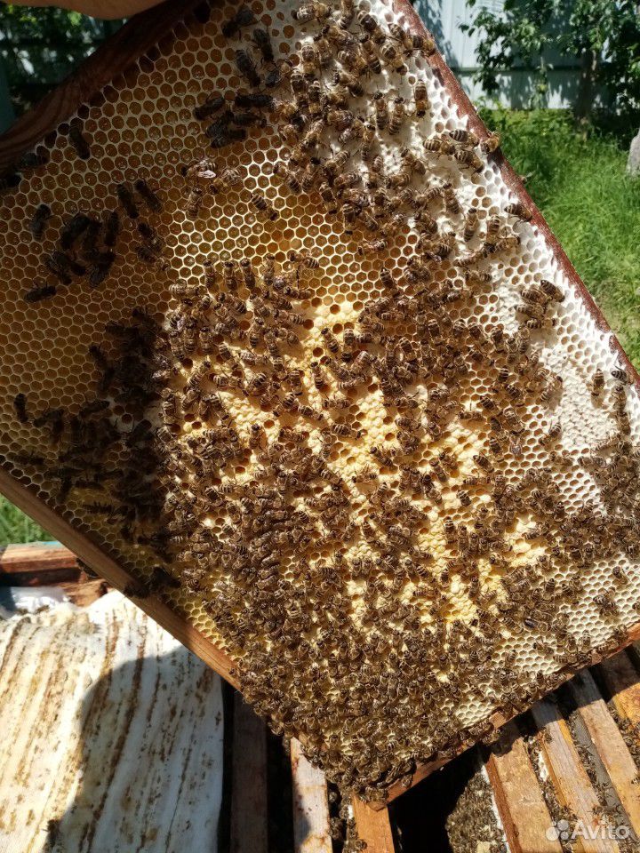 Пчелосемьи с ульями или меняю на сахар купить на Зозу.ру - фотография № 3