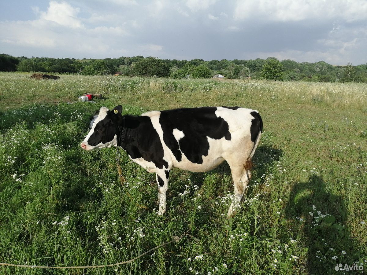 Корова, телочки купить на Зозу.ру - фотография № 5