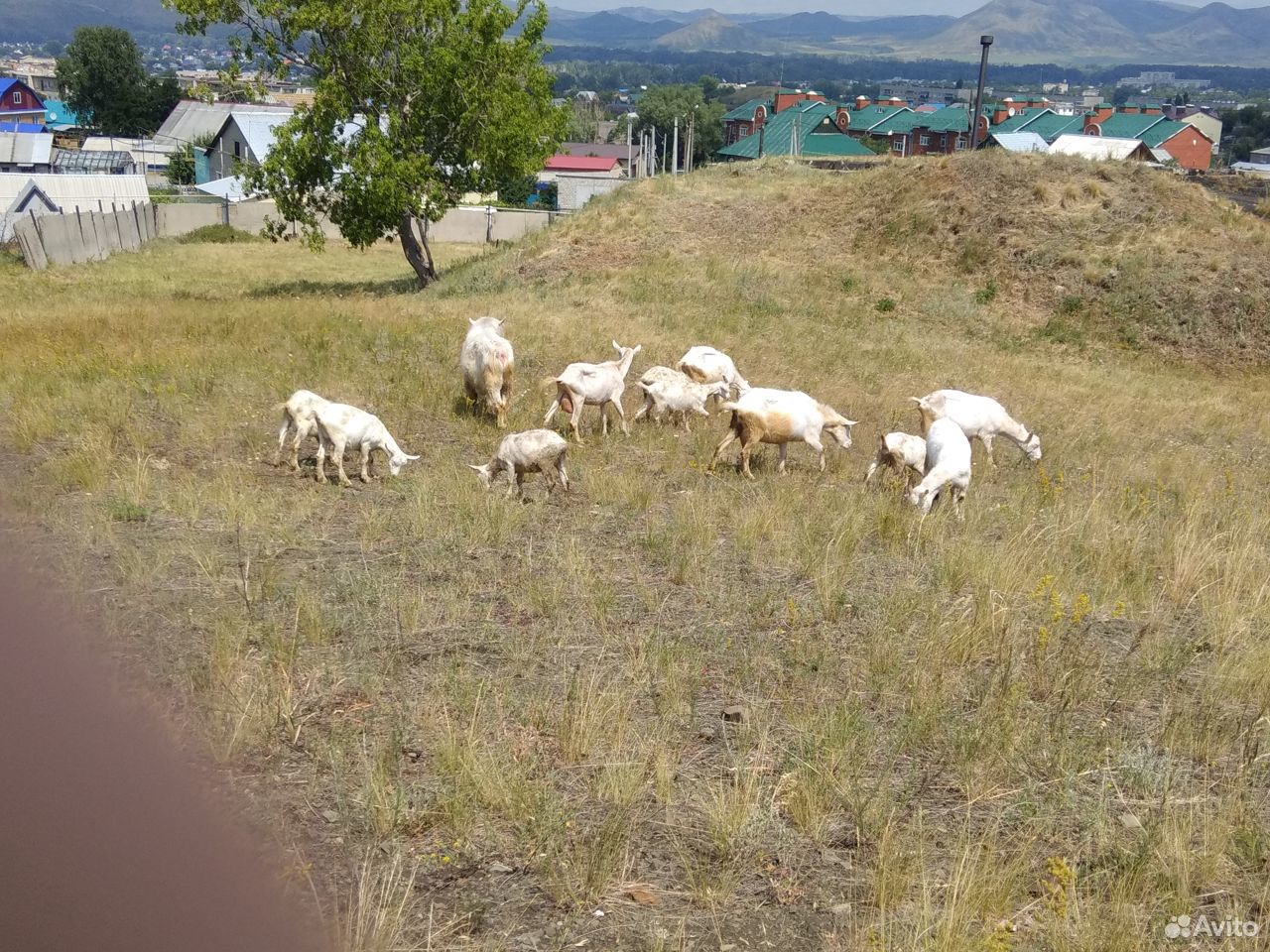 Продам дойных комолых коз и козла производителя купить на Зозу.ру - фотография № 2