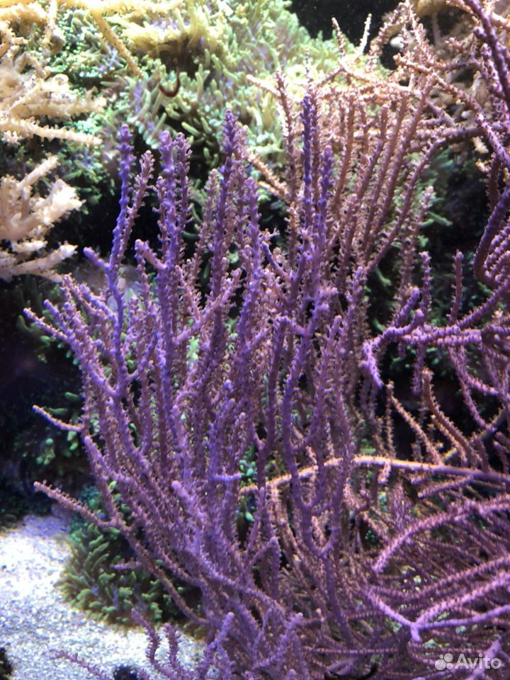 Мягкие кораллы купить на Зозу.ру - фотография № 1