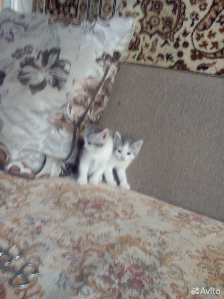 2 котеночка ищут хозяев купить на Зозу.ру - фотография № 4