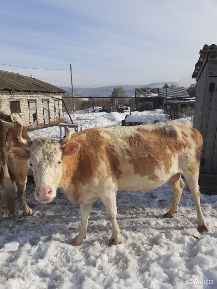 Корова дойная купить на Зозу.ру - фотография № 1