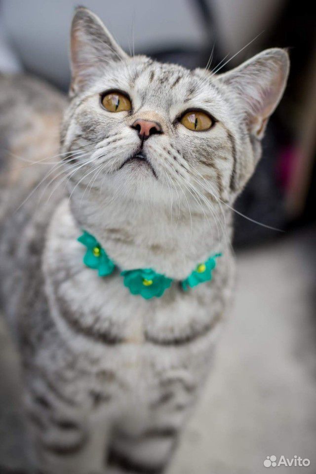 Британская Кошка купить на Зозу.ру - фотография № 7