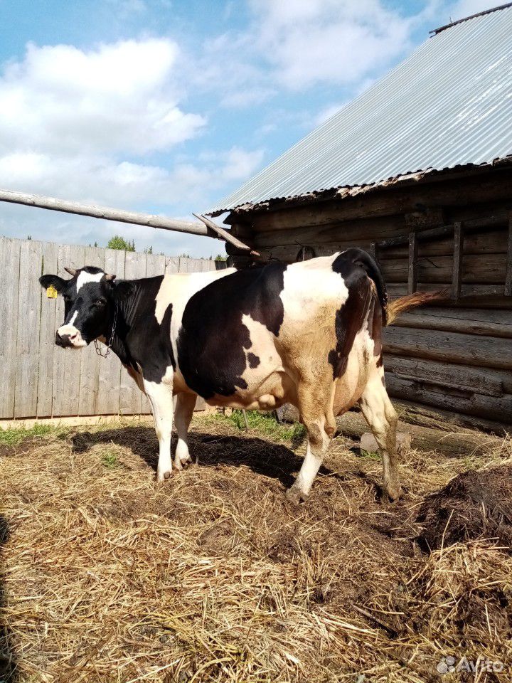 Корова, 2 быка, бычки купить на Зозу.ру - фотография № 1