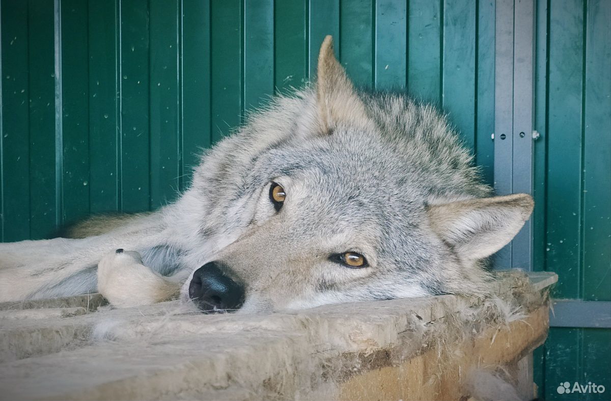 Щенки волкособа, вольфдог, вольфхунд, волчата купить на Зозу.ру - фотография № 4