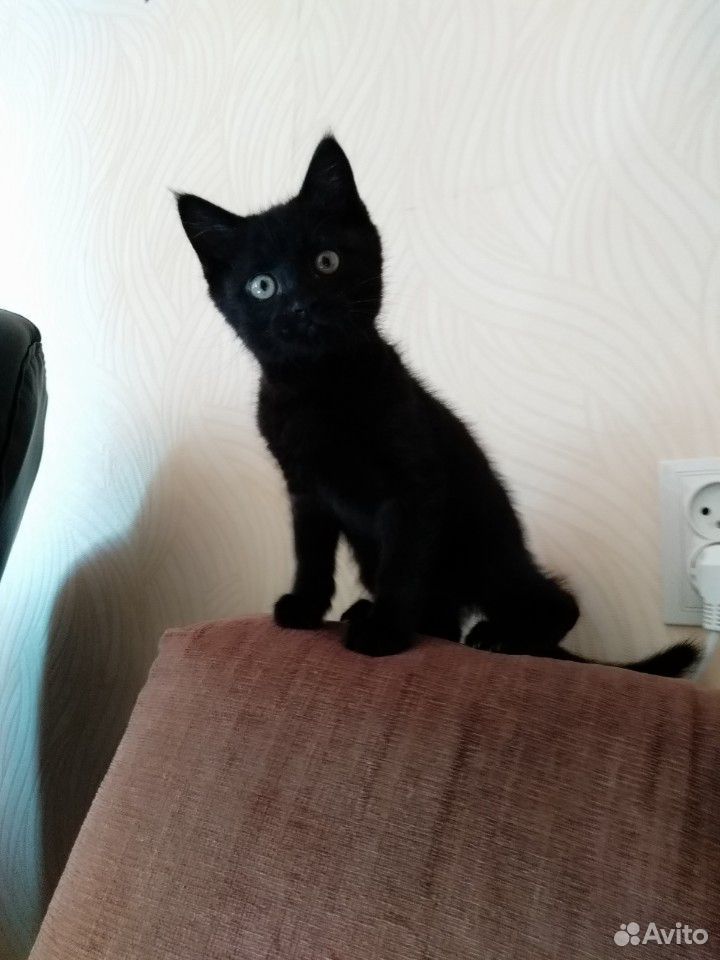 Черный котенок купить на Зозу.ру - фотография № 1