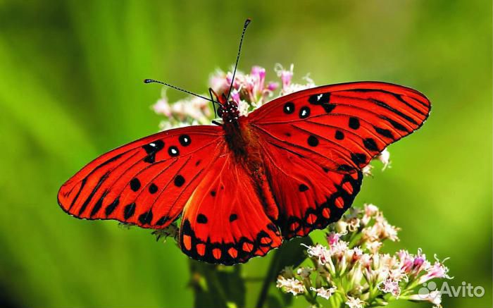 Куколки живых бабочек Papilio palinurus купить на Зозу.ру - фотография № 4