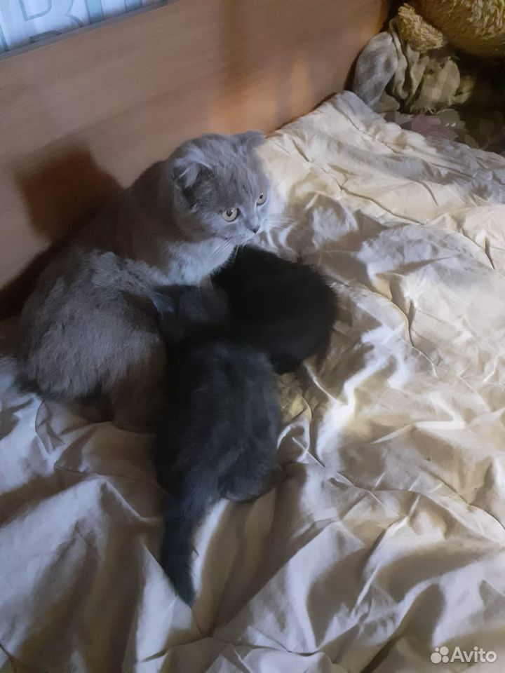 Котята 1.5 месяца купить на Зозу.ру - фотография № 1
