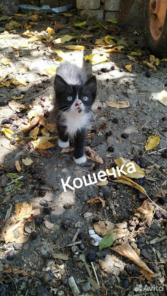 Пушистые котята от мамы мышеловки ищут заботливых купить на Зозу.ру - фотография № 4