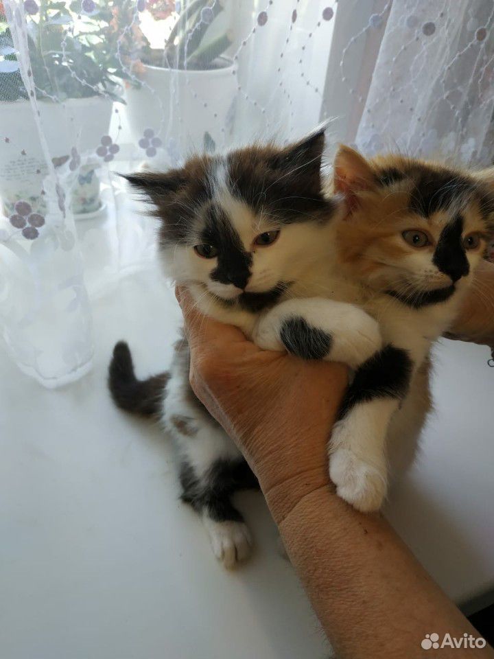 Кошка и котик купить на Зозу.ру - фотография № 1