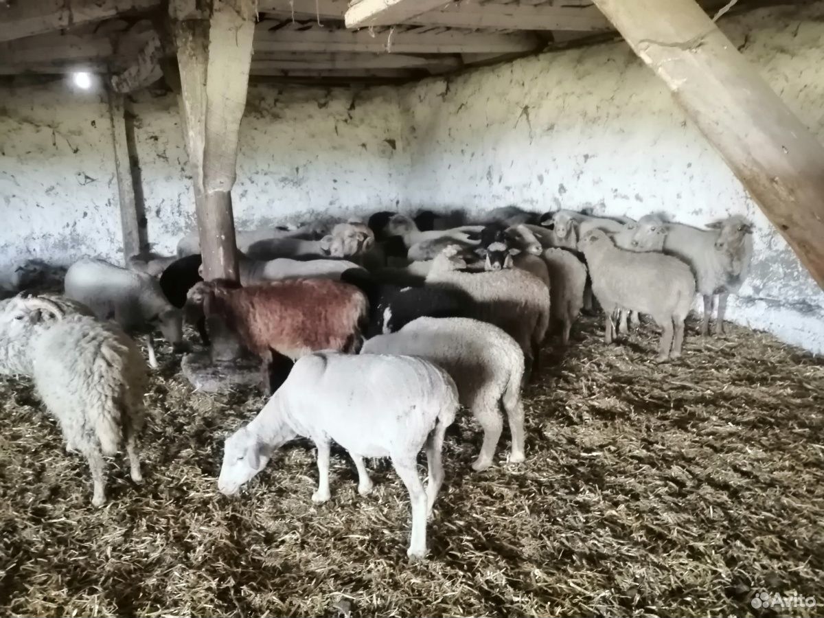 Овце Матки и ягнята купить на Зозу.ру - фотография № 7