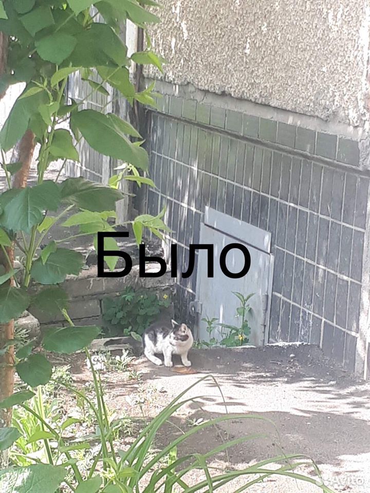 Котёнок ищет семью купить на Зозу.ру - фотография № 5