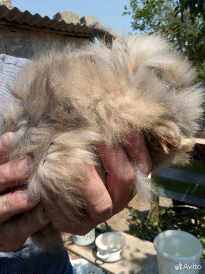 Голландские кролики купить на Зозу.ру - фотография № 2
