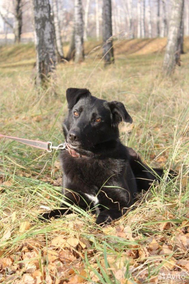 Черная собака Герда в добрые руки из приюта купить на Зозу.ру - фотография № 5