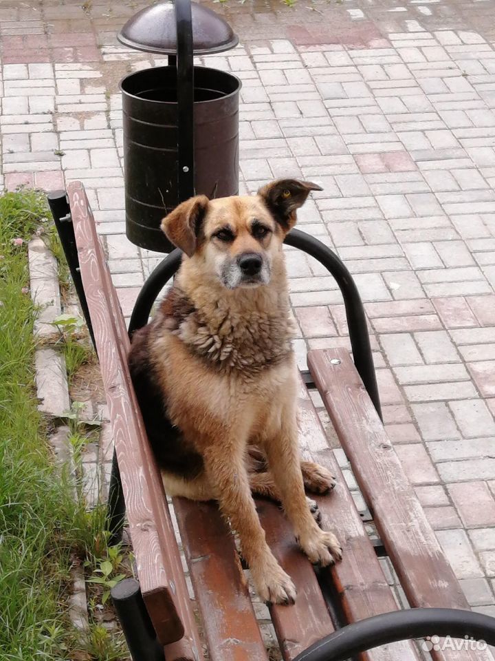 Собака Ася очень ждет любящих хозяев купить на Зозу.ру - фотография № 3