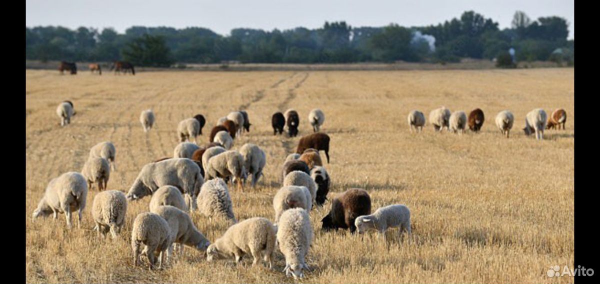 Овцы на Курбан отара купить на Зозу.ру - фотография № 1