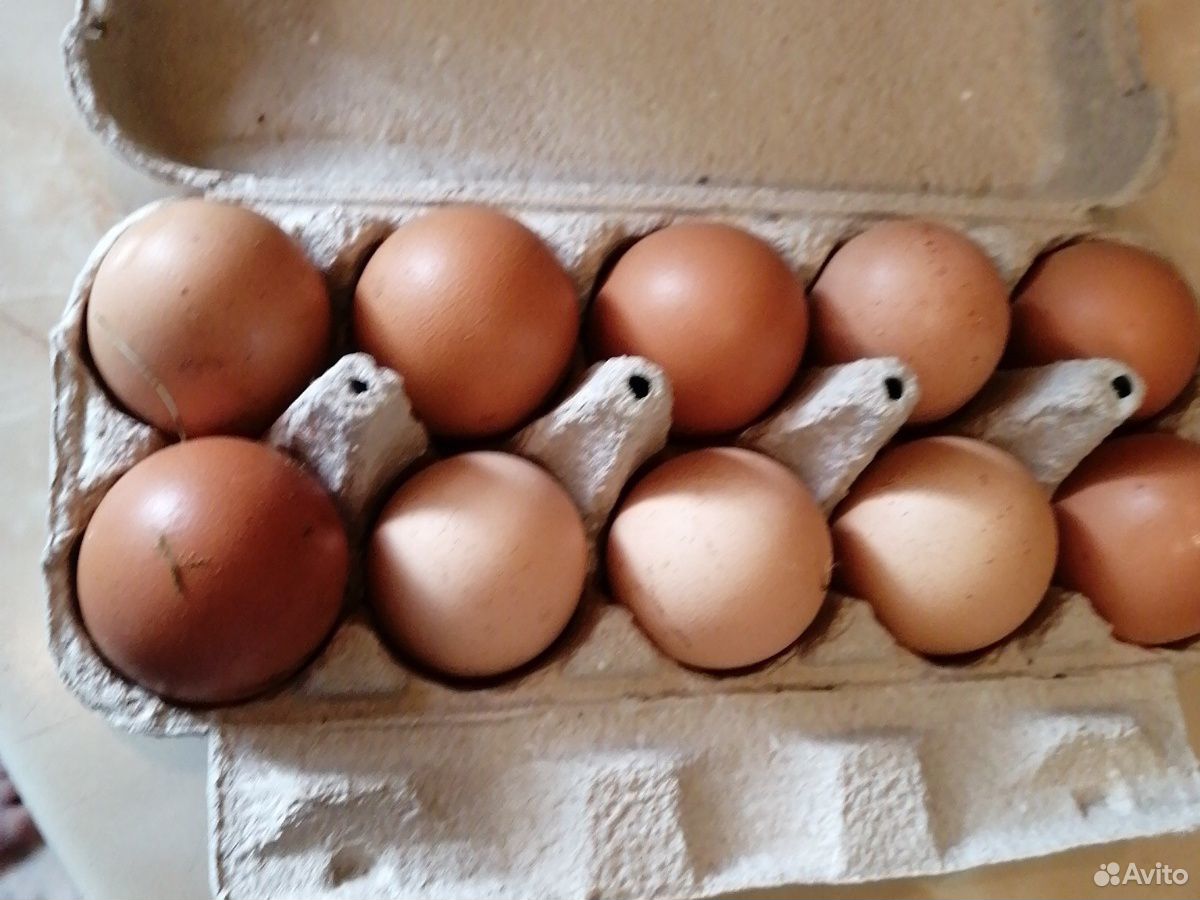 Курицы несушки, яицо куриное домашние купить на Зозу.ру - фотография № 1
