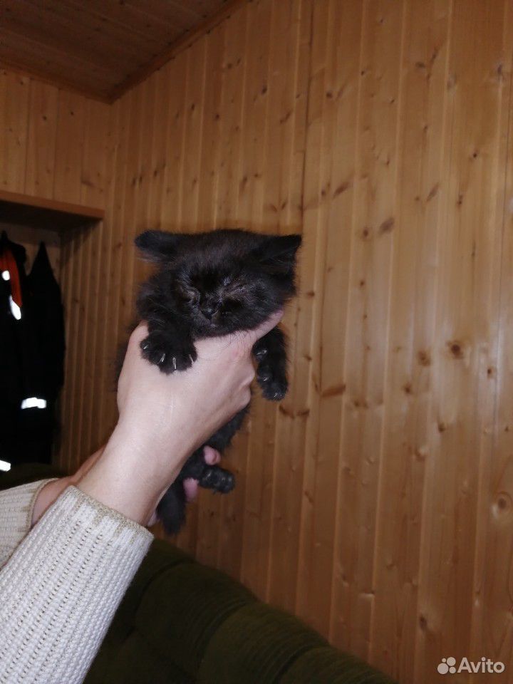 Очень красивые котята в добрые руки купить на Зозу.ру - фотография № 3