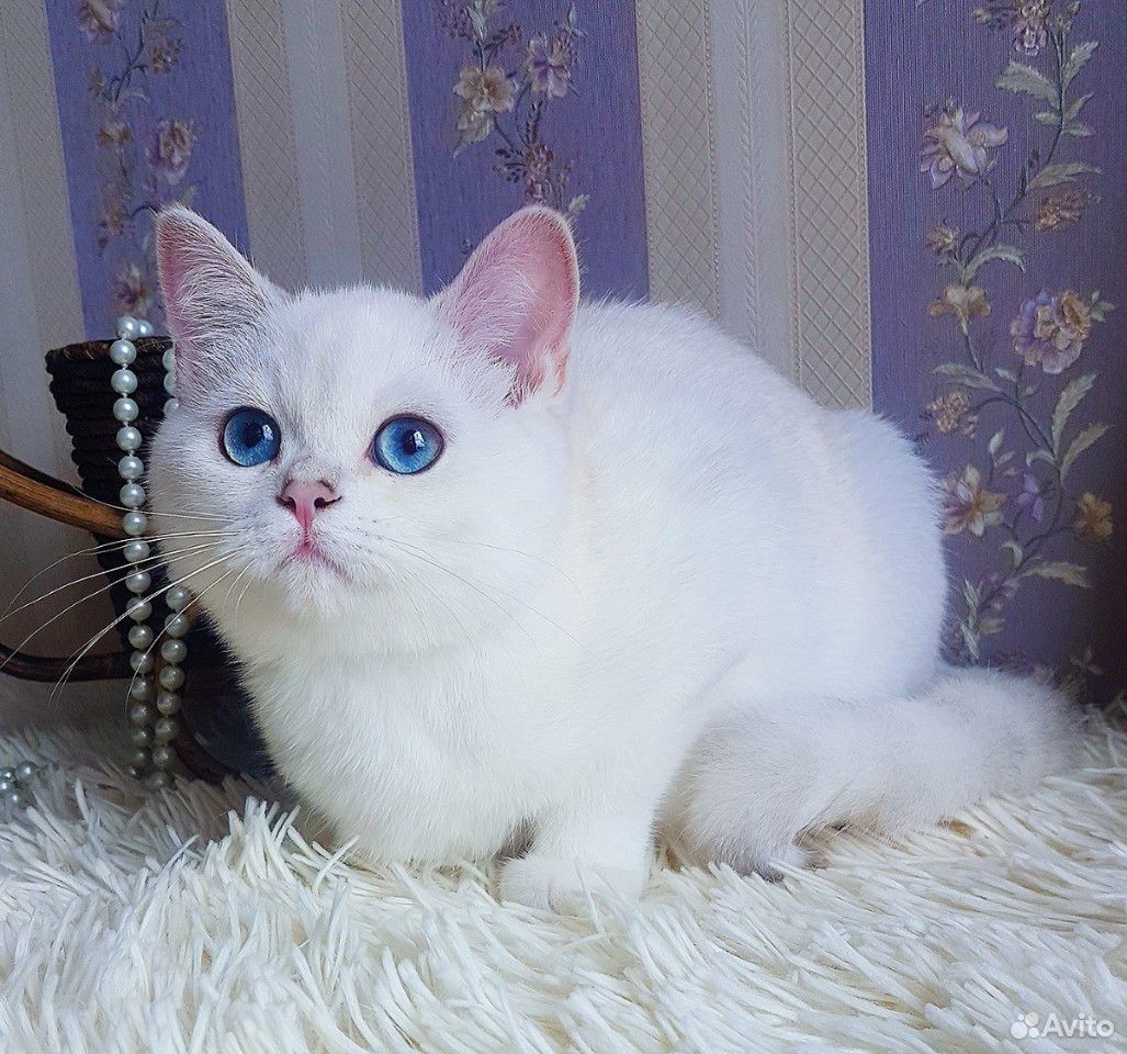 Великолепный плюшевый котик с сапфировыми глазами купить на Зозу.ру - фотография № 2