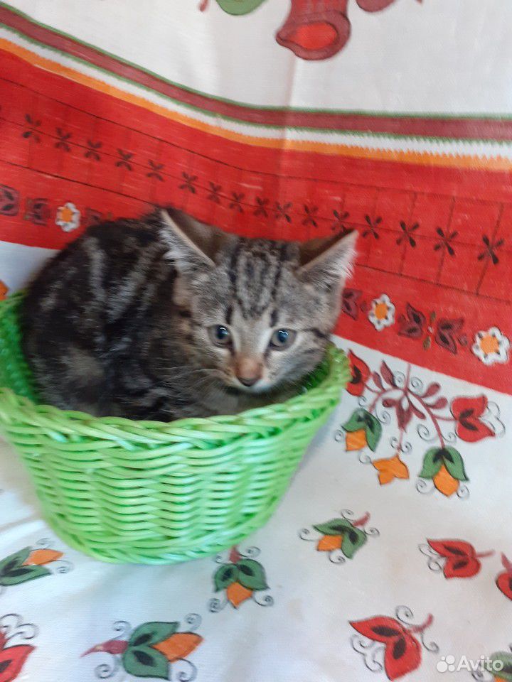 Котенок купить на Зозу.ру - фотография № 5