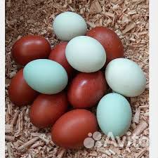 Продам яйцо купить на Зозу.ру - фотография № 2
