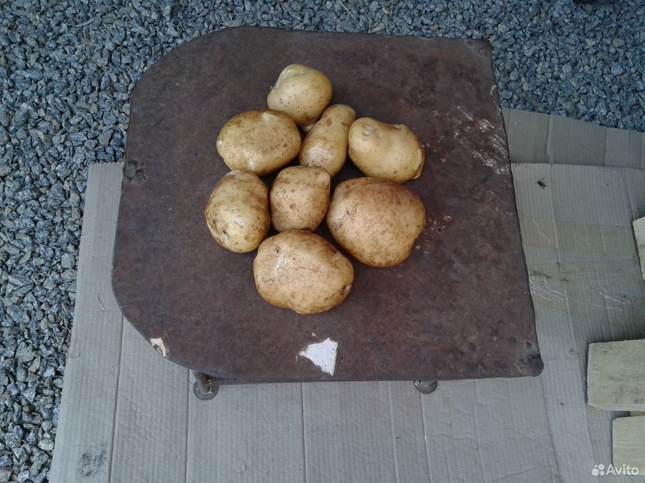 Продам свежий картофель купить на Зозу.ру - фотография № 2