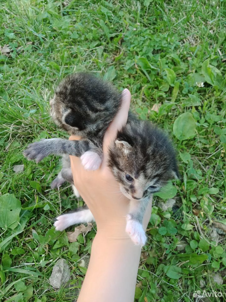 Отдам трех котят купить на Зозу.ру - фотография № 4