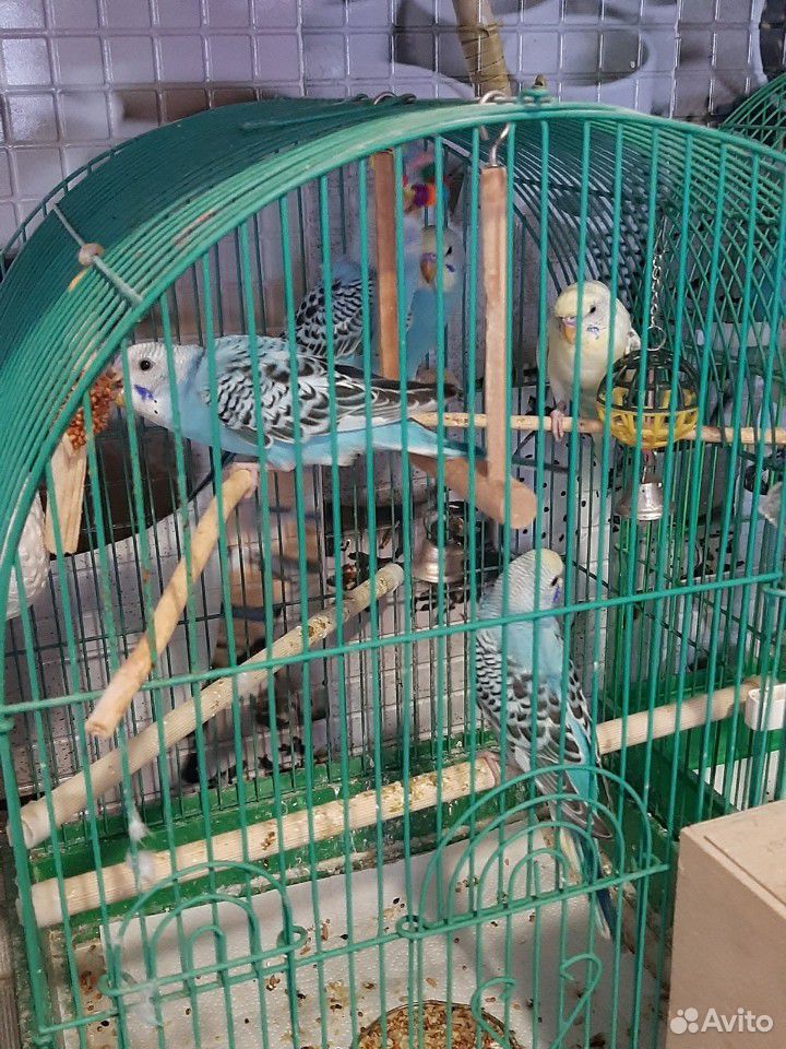 Птенцы волнистых попугаев купить на Зозу.ру - фотография № 6