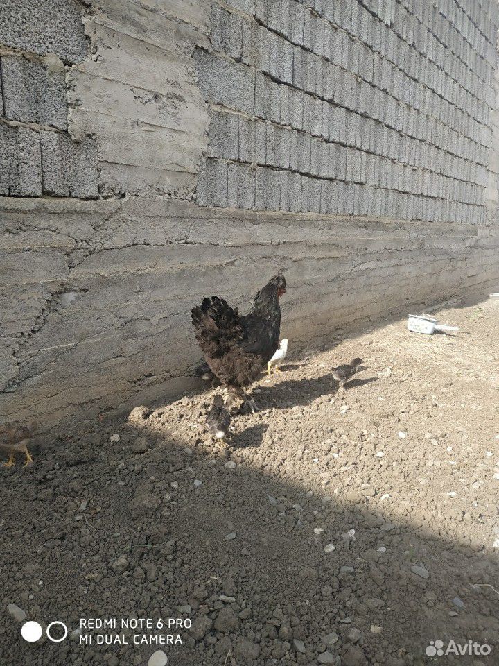 Курица с циплятами купить на Зозу.ру - фотография № 3