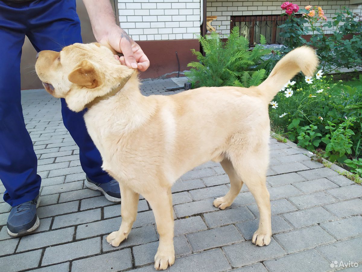 Найден щенок шарпея помесный купить на Зозу.ру - фотография № 5