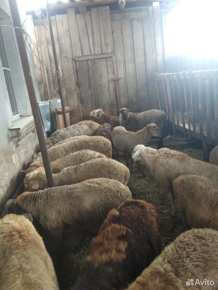 Баран-овцы купить на Зозу.ру - фотография № 3