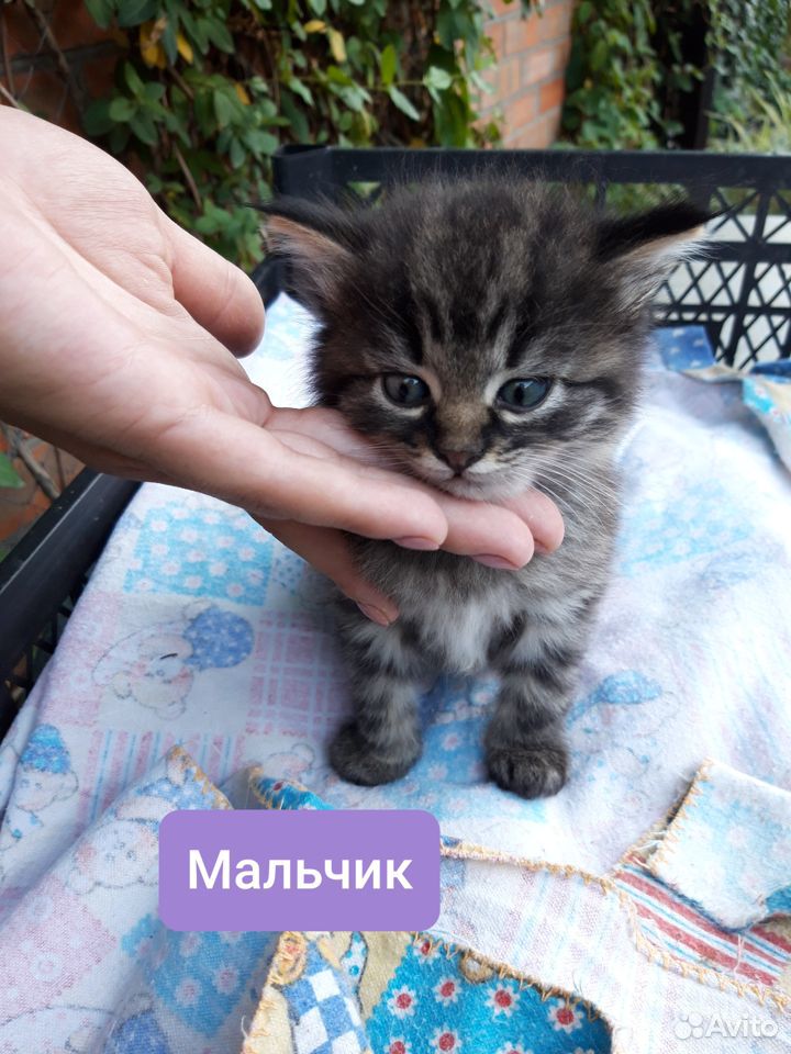 Отдам котят в хорошие руки) купить на Зозу.ру - фотография № 1