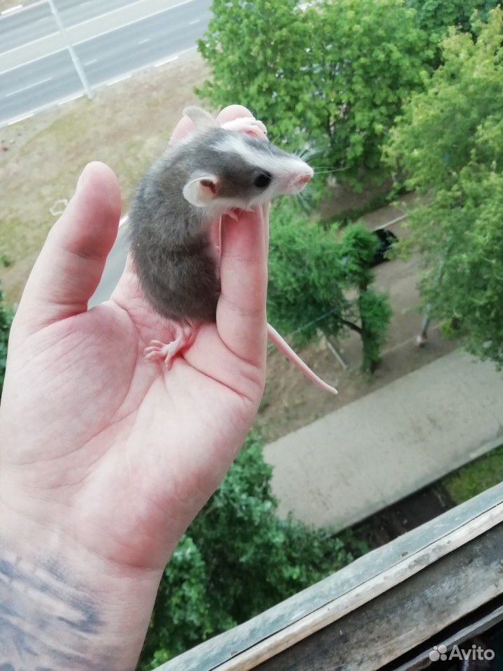 Крысята, крысы купить на Зозу.ру - фотография № 4