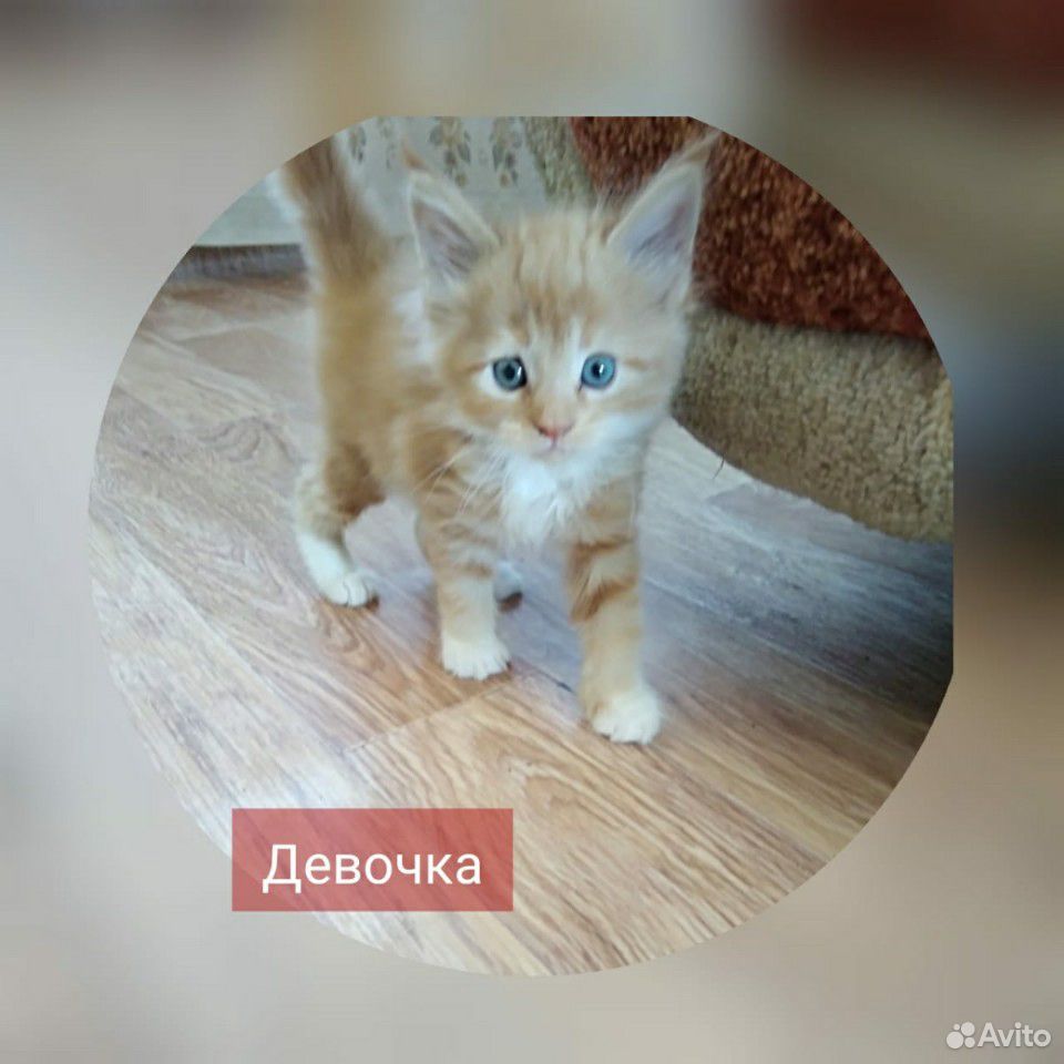 Котята Мейн-кун купить на Зозу.ру - фотография № 4