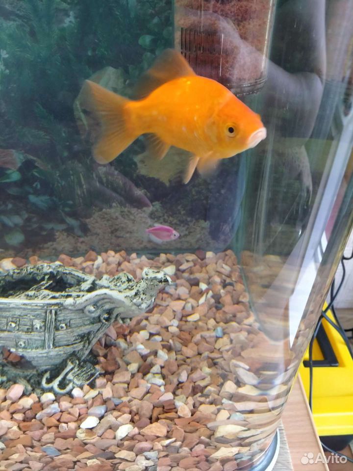 Рыба золотая самец купить на Зозу.ру - фотография № 1