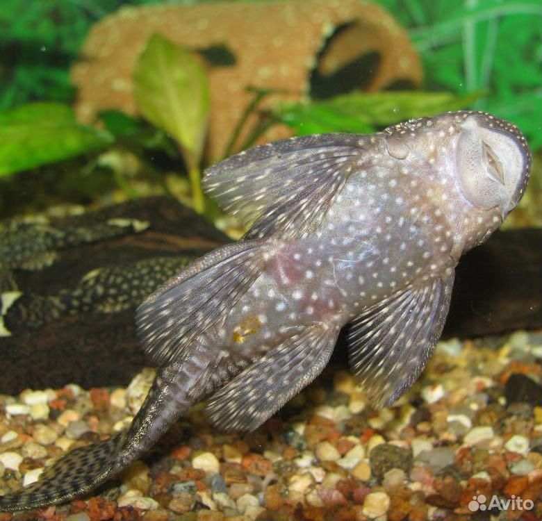 Анциструс крапчатый. Анциструс пятнистый. Голубой сомик-анцистр. Анциструс прилипала. Сом прилипала анциструс.