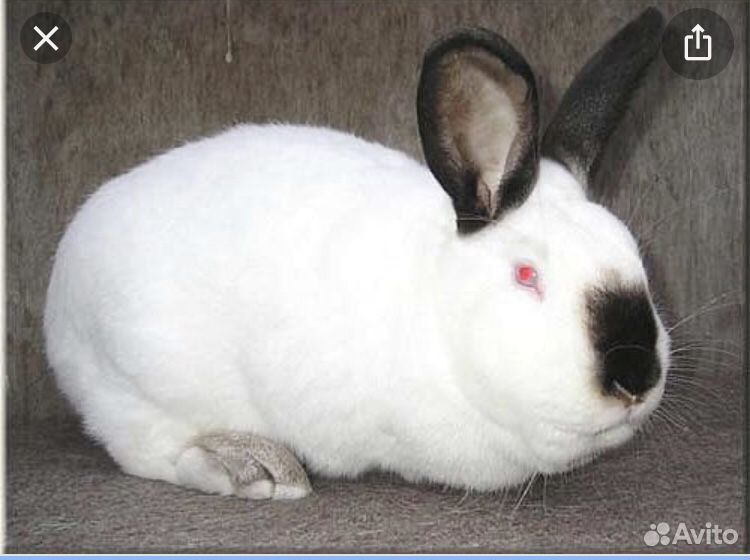 Продажа кроликов породы калифорнийские купить на Зозу.ру - фотография № 1