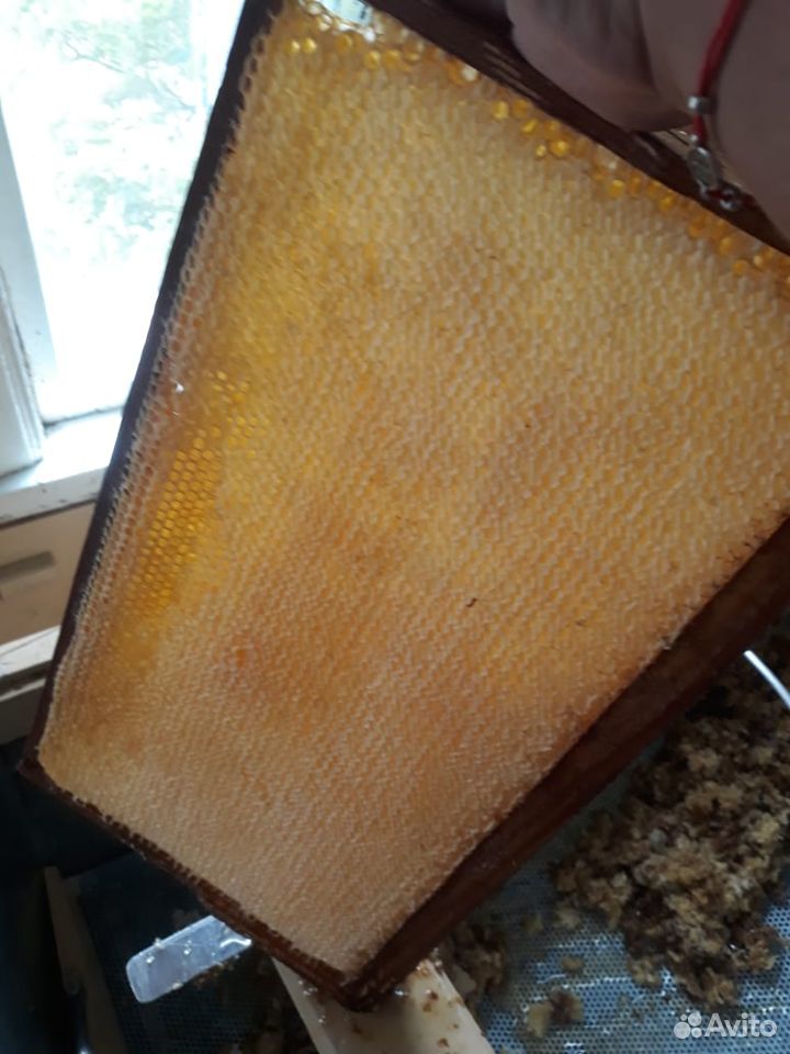 Продам мед с собственной пасеки купить на Зозу.ру - фотография № 2