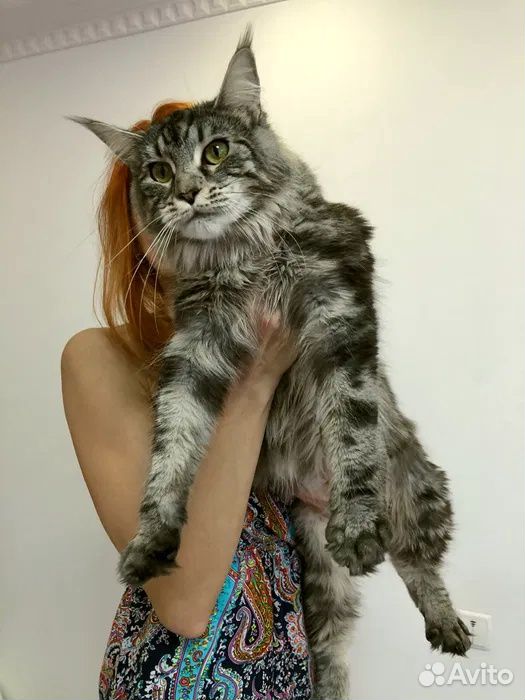 Кошка в надежные и ответственные руки купить на Зозу.ру - фотография № 2