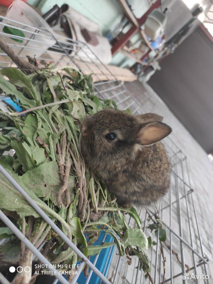 Декларативные кролики купить на Зозу.ру - фотография № 3