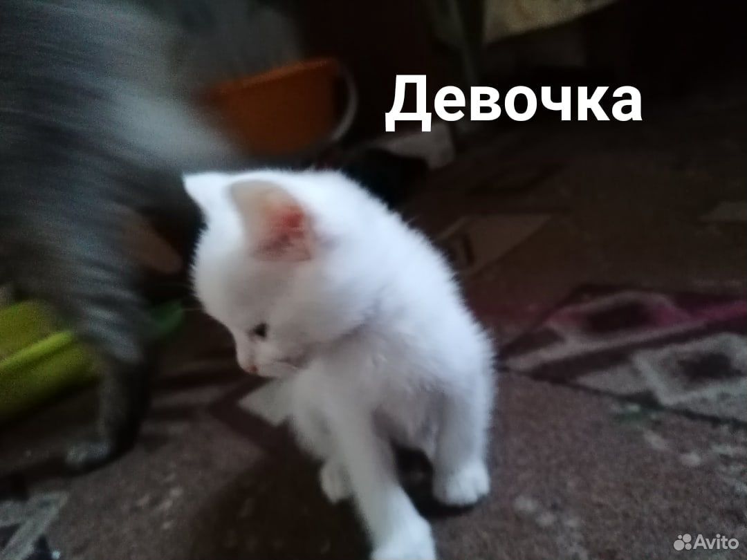 Котята в дрбрые руки купить на Зозу.ру - фотография № 6