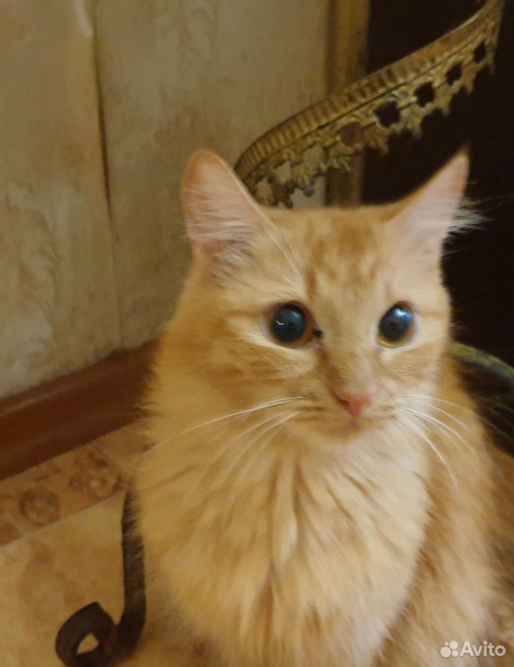 Кот кастрирован 2 года купить на Зозу.ру - фотография № 1