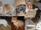 Стрижка собак и кошек в Балаково объявление продам